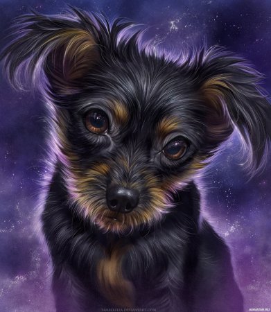 Милые собачки