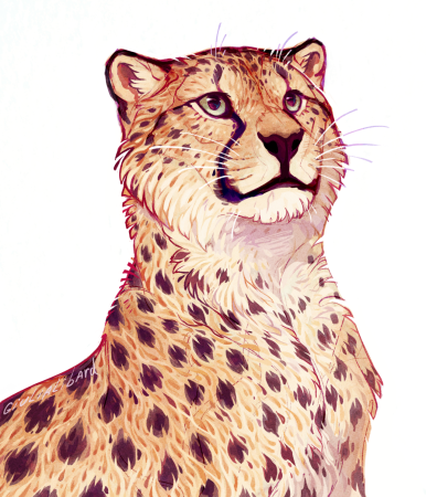 Животные рисунки