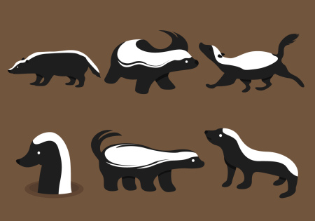 Honey Badger vector