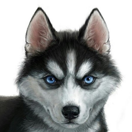 Мультяшная хаски