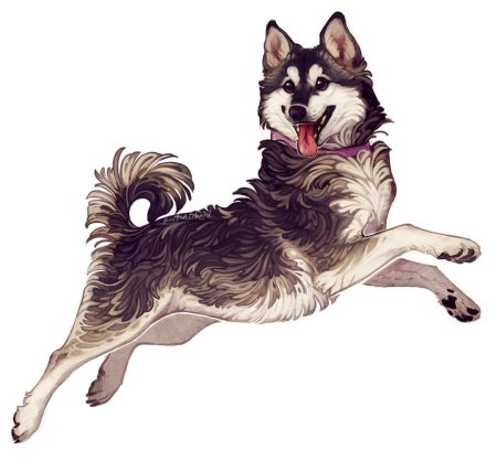 Хаски арт