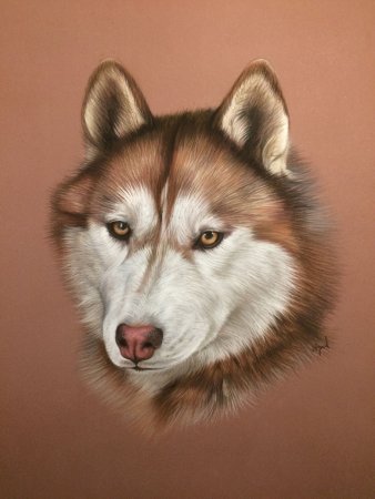 Хаски портрет