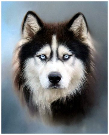 Портрет собаки хаски