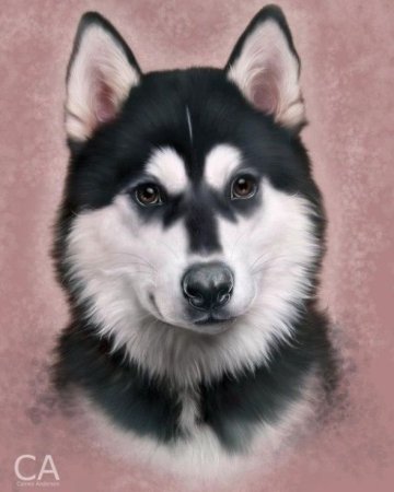 Портрет собаки хаски