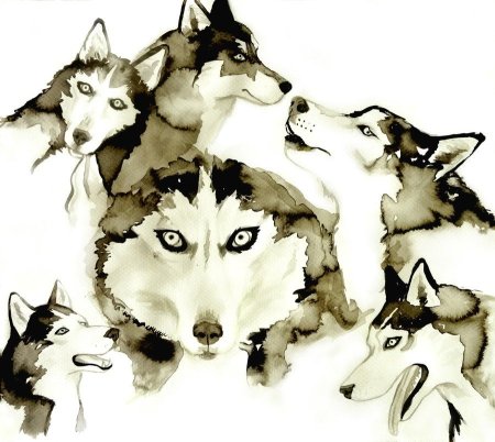 Хаски скетч