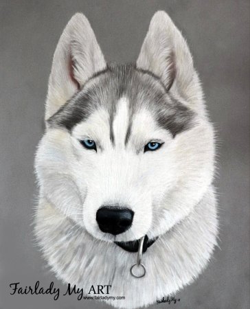 Сибирский хаски арт