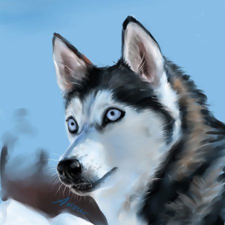 Собака хаски арт