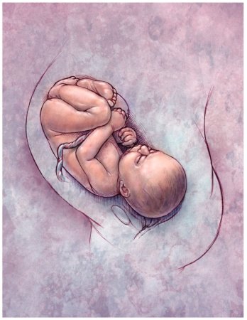 Ребенок в утробе