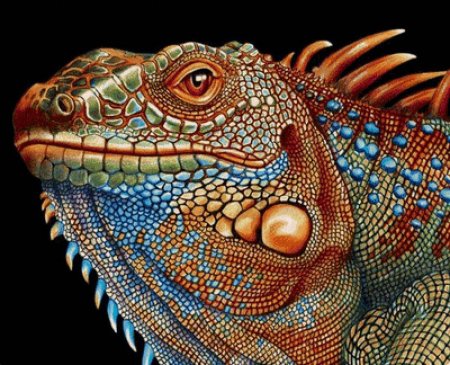 Разноцветные ящерицы и игуаны