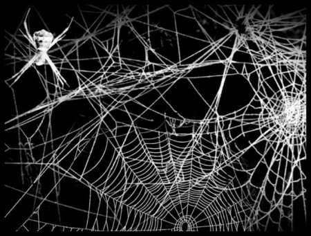 Паутина Графика