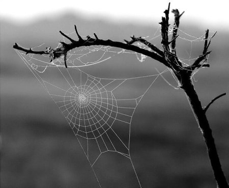 Запутался в паутине