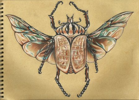 Строение жука скарабея