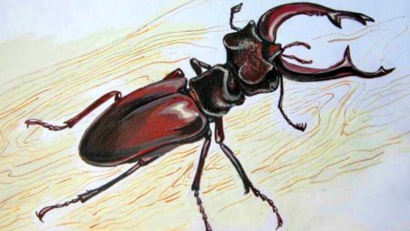 Насекомые будущего