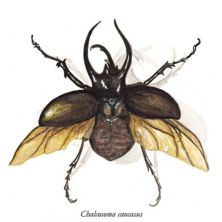 Жук скоробей эскиз тату