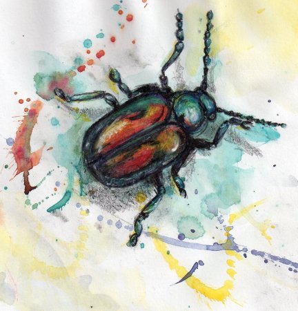 Жук скарабей в полете