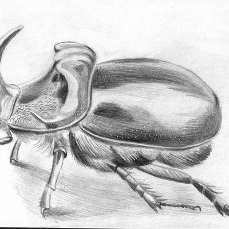 Жук-скарабей и колорадский Жук