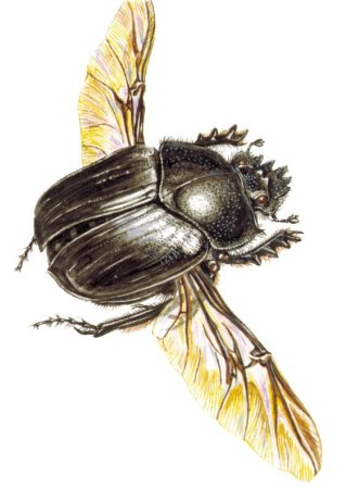 Майский Жук раскраска