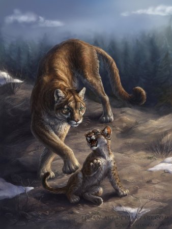 Коты Воители пантера