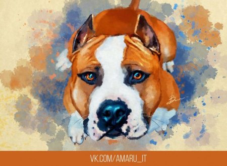 Картина стаффордширский терьер