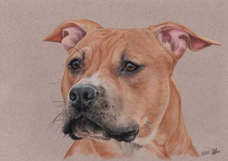 Стаффордширский терьер акварелью