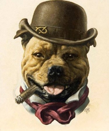 Американский стаффордширский терьер Art