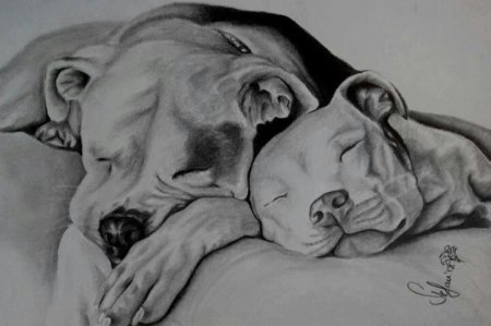 Стаффордширский терьер Art