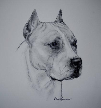Стаффордширский терьер акварелью