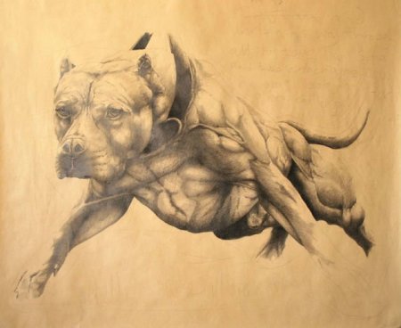 Стаффордширский терьер акварелью