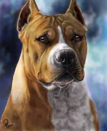 Американский стаффордширский терьер Art