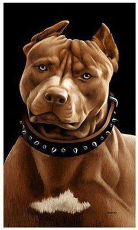 Питбуль акварель