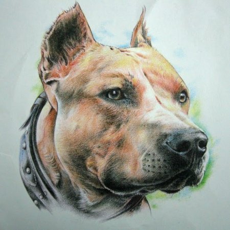 Американский стаффордширский терьер арт