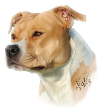 Кане Корсо оскал