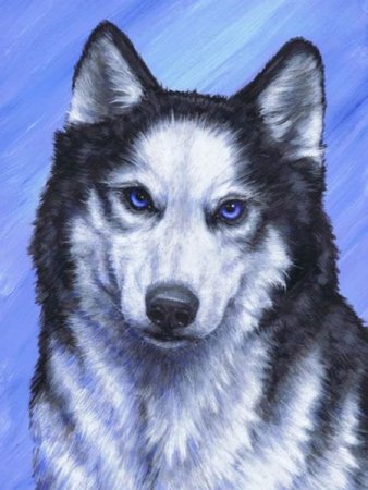 Хаски с фиолетовыми глазами