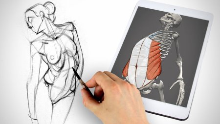 Анатомия для художников