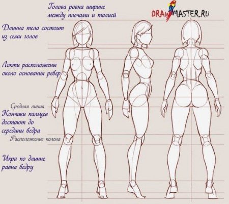Пропорции тела референс