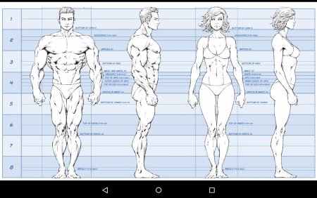 Пропорции тела человека референс