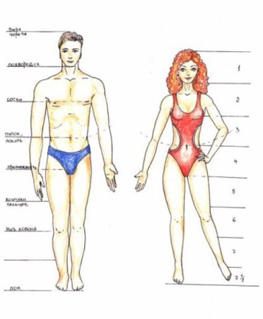 Строение тела мужчины и женщины