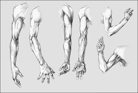 Анатомия предплечье референс