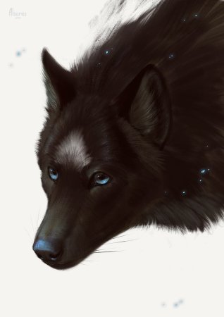 Volk Wolf белый и черный волк