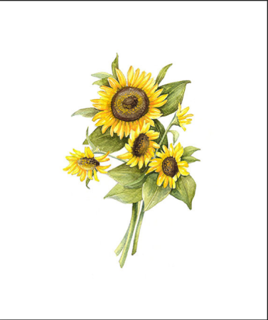 Botanical illustration подсолнух