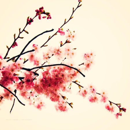Цветы Сакуры в японском стиле
