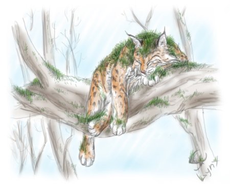 Рысь арт рисунок