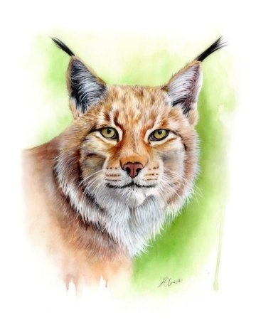 Рысь гуашью