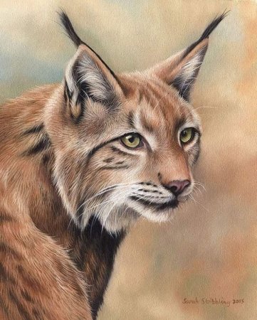 Художник Sarah Stribbling