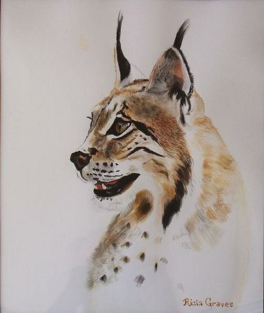 Рысь акварель