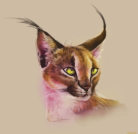 Милая Рысь арт