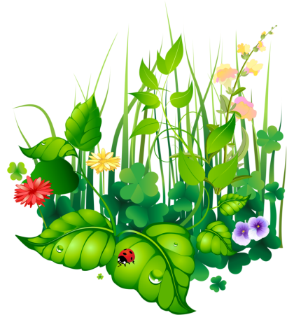 Растения иллюстрации