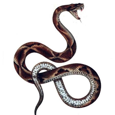 Змея эскиз
