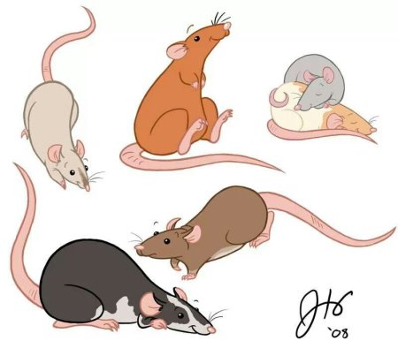 Крысы референсы для рисования