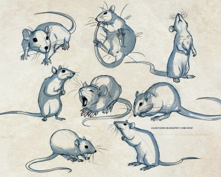 Крысы анатомия референс